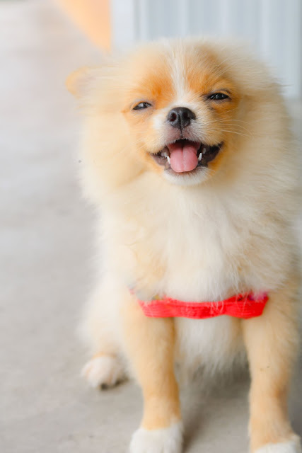 animal pictures animal pictures