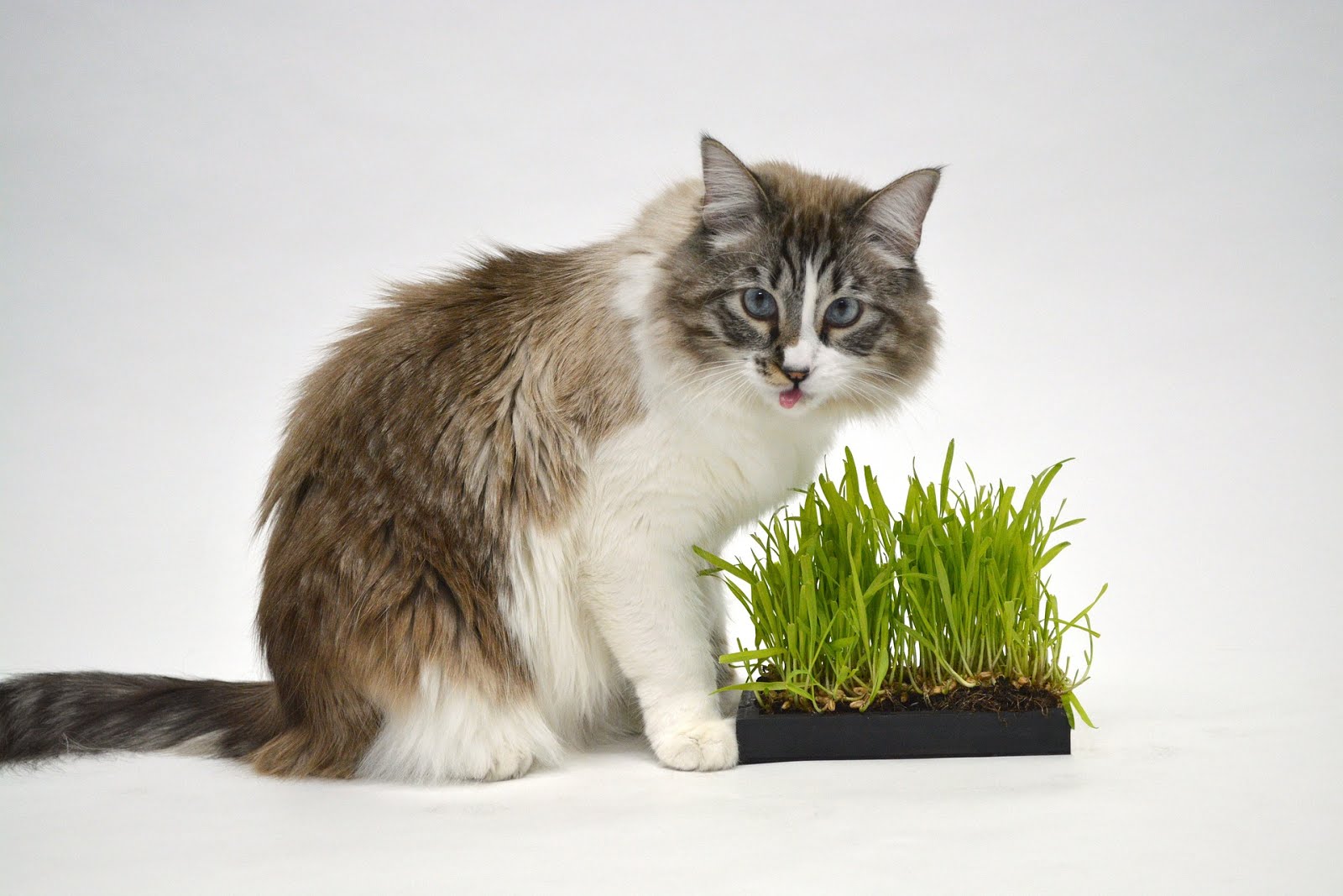 Why Does My Cat Eat Plants?