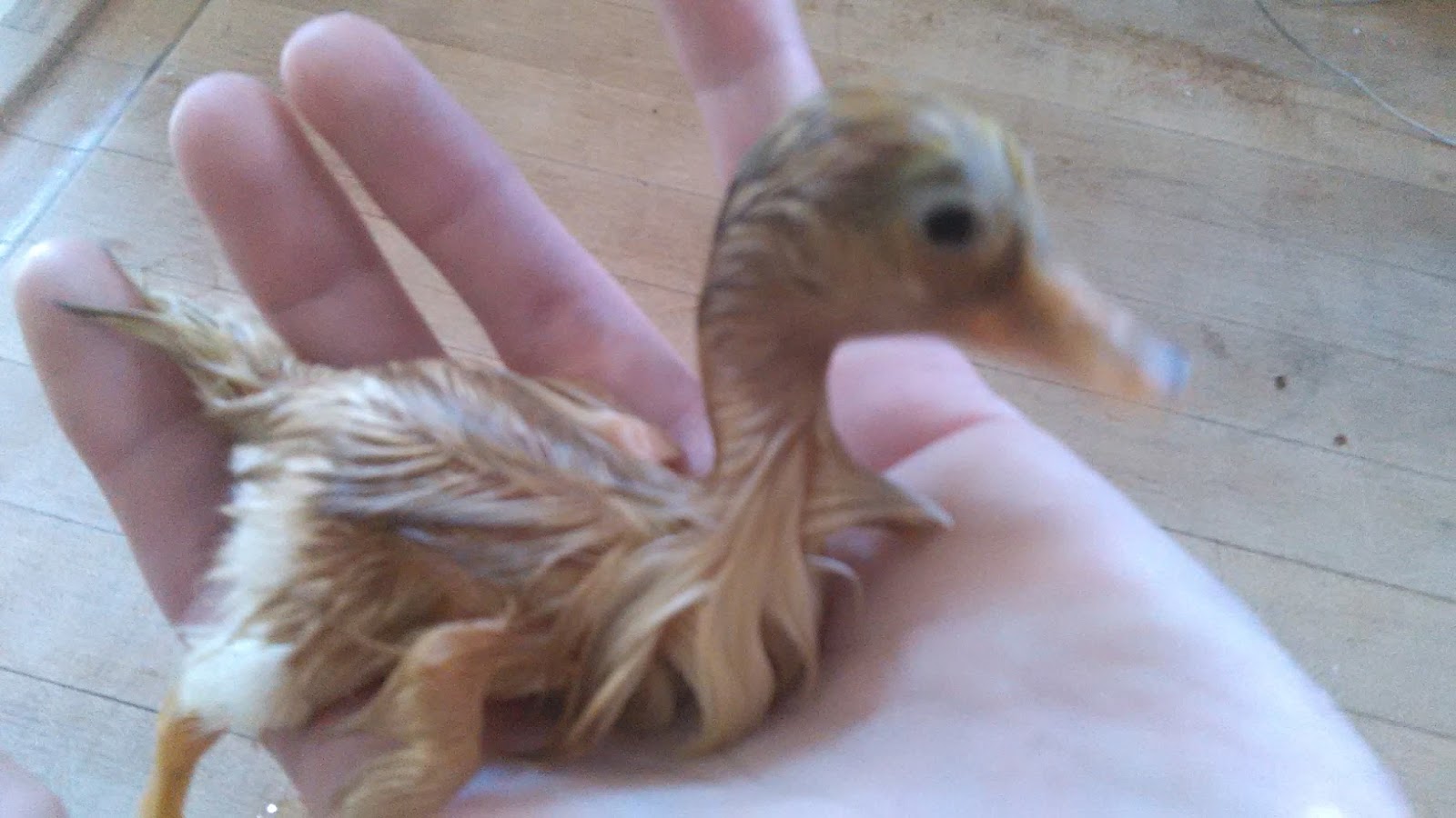 Funky Frugal Mommy Fixing Splayed Leg on a Duckling