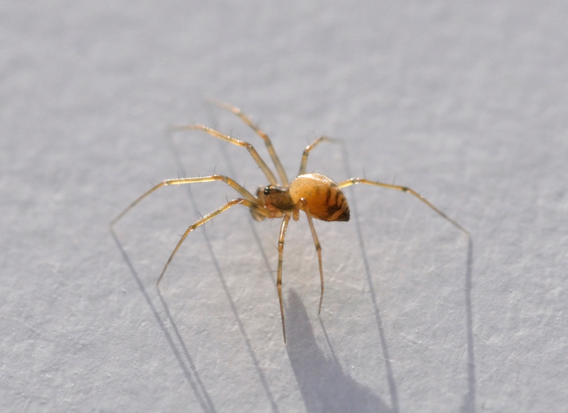 Three Counties Wildlife Money spider mystery