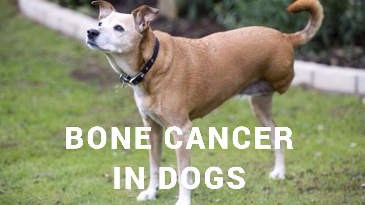 All You Need to Know About Bone Cancer in Dogs Doglopedix