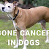 All You Need to Know About Bone Cancer in Dogs