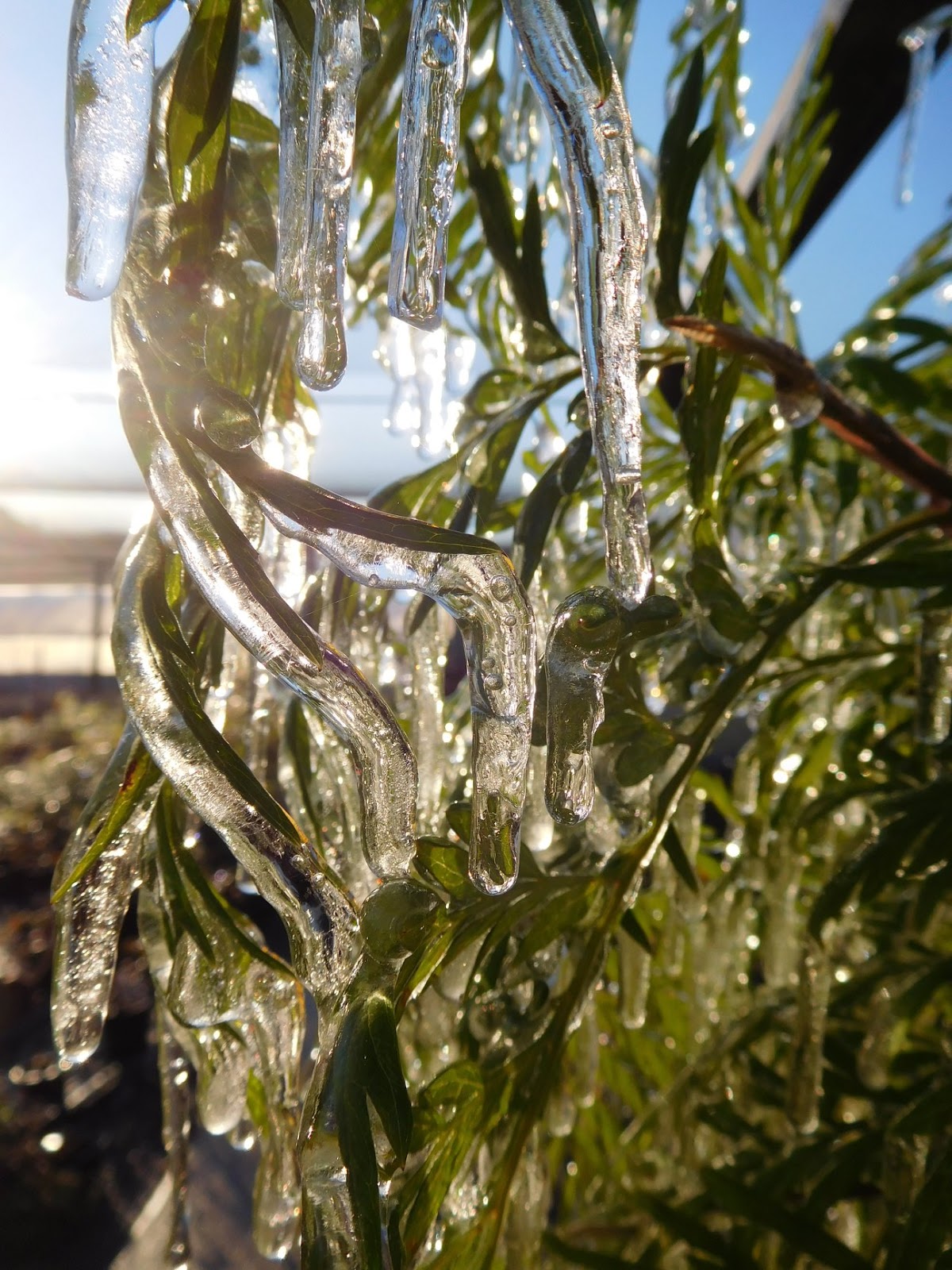 Daleys Fruit Tree Blog Frost Protection at Daleys Fruit Tree Nursery