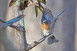 sanctuary bird bluebird killingworth pt ct photographed eastern casa above