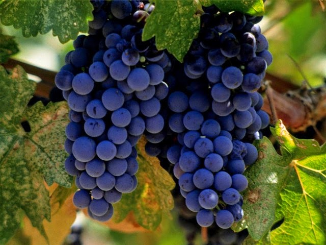 struguri vin
