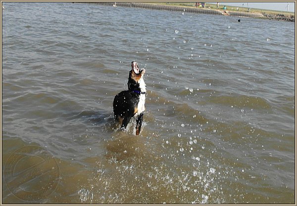 Appenzeller Sennenhund Bo