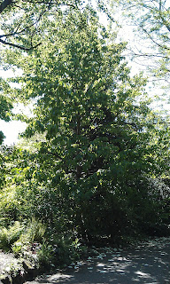 Davidia vilmoriniana - Handkerchief Tree Ruskin Park