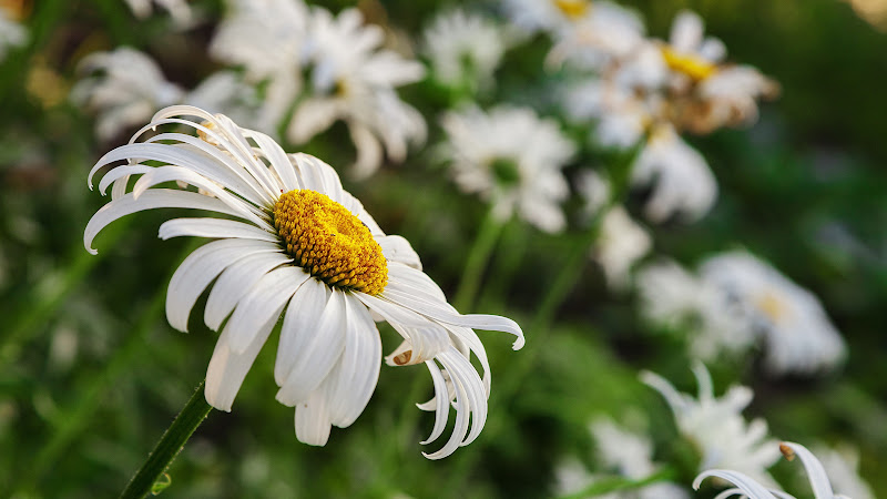 Daisy Flower