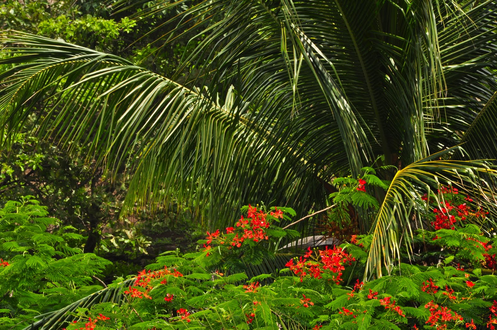 Tamarindo, Costa Rica Daily Photo Looking down on palm trees and