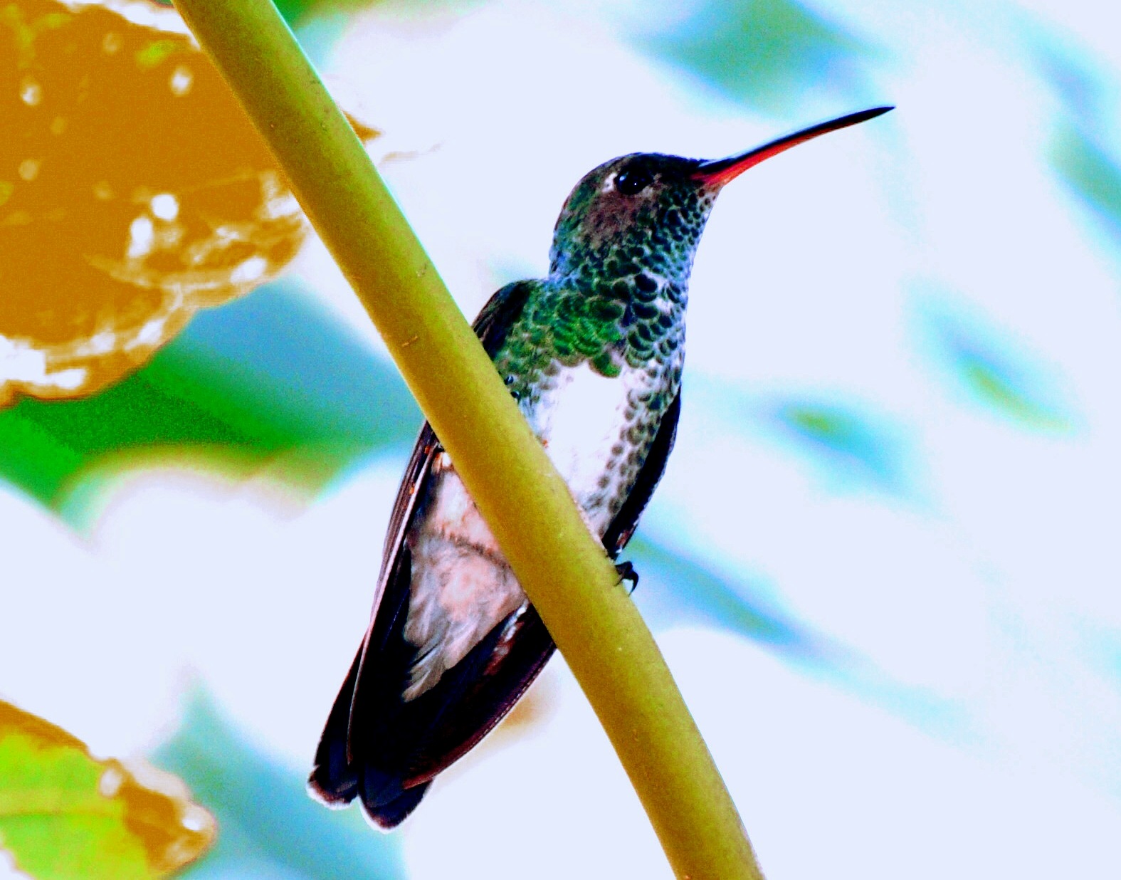 aveses Beijaflordebicocurvo, fotografado no Sítio Ouro Velho, em Pitanga, Serra/ES. aveses Beijaflordebicocurvo, fotografado no Sítio Ouro Velho, em Pitanga, Serra/ES.