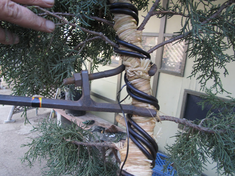 bonsaibp's bonsai blog Rebar for bonsai?