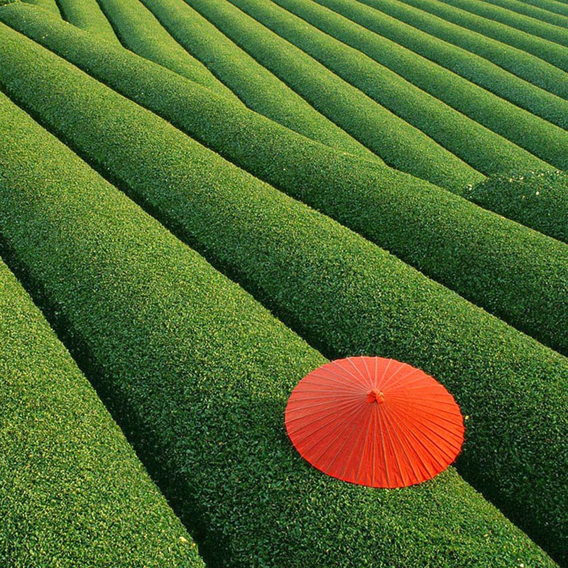 Fields of Tea – China - Here Are 20 Unbelievable Places You Would Swear Aren’t Real… But They Are.