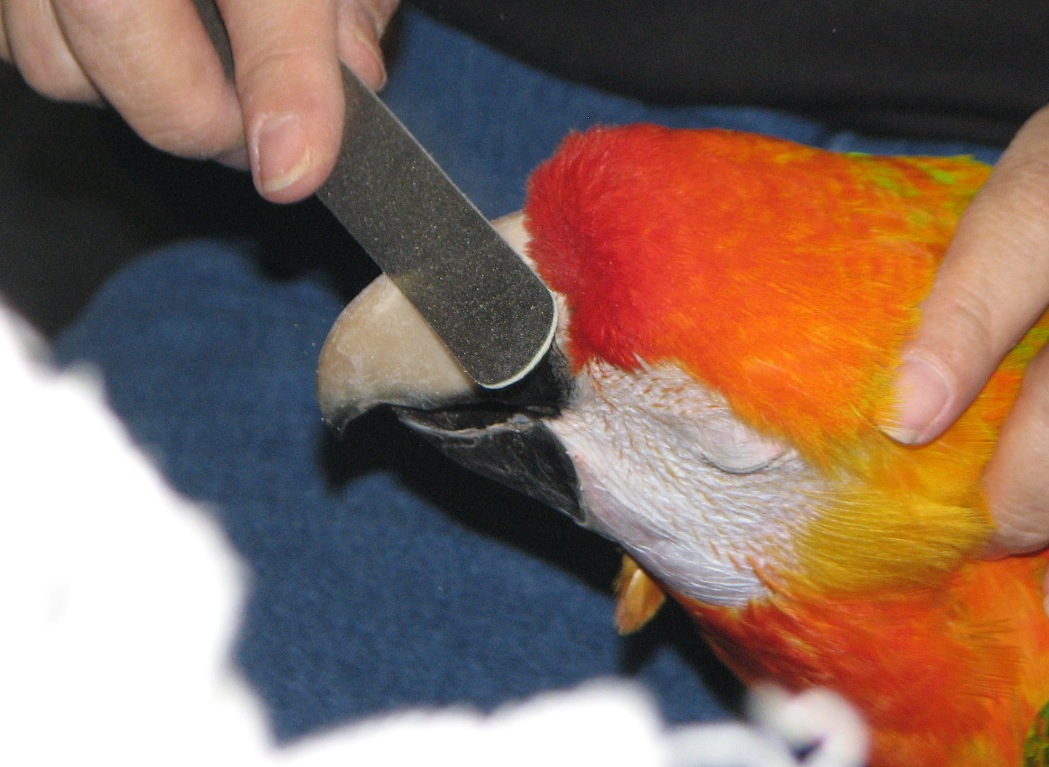 Parrot Blog ParrotPressNews It is all about the Beak!