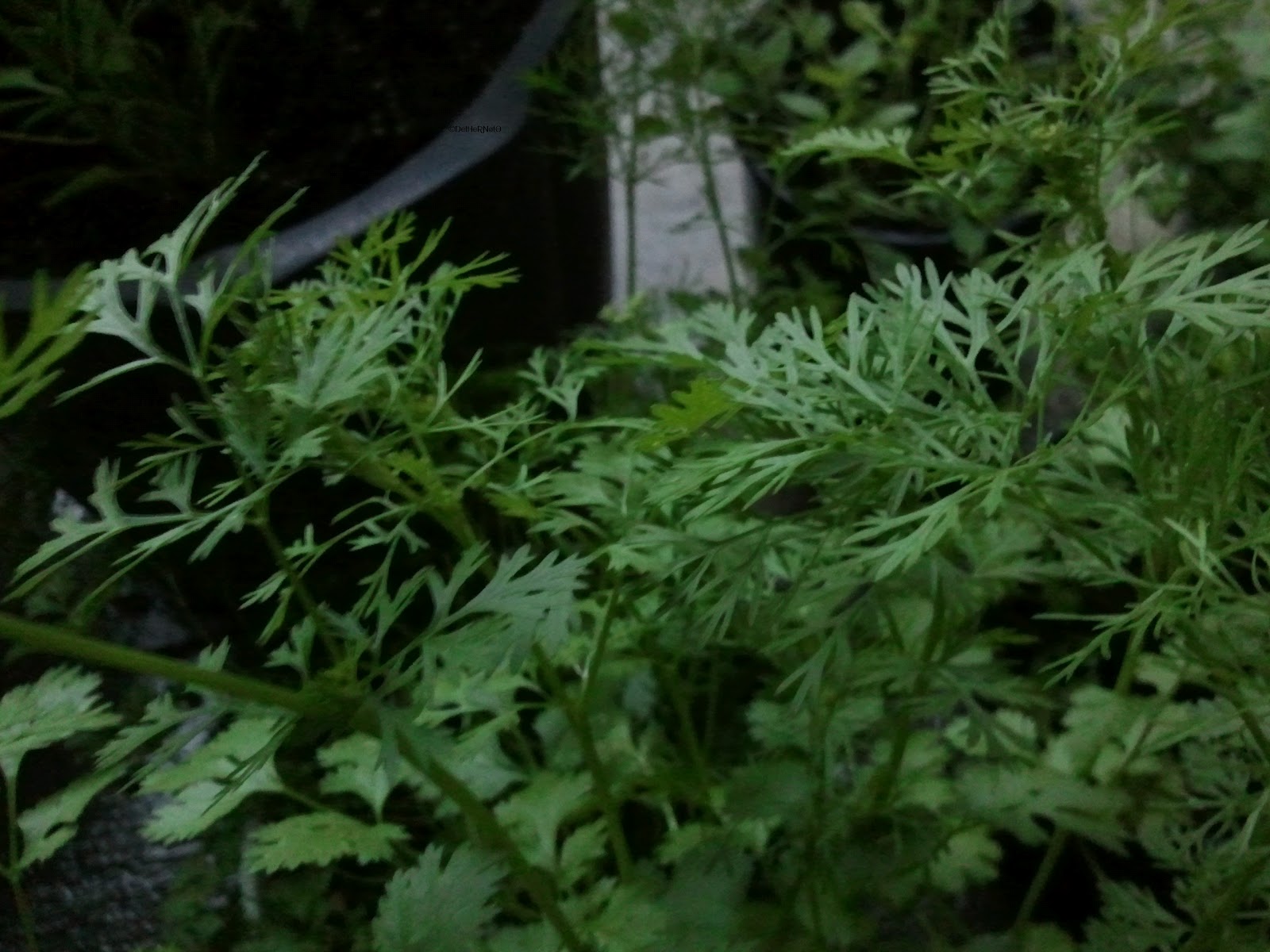 ©reated by ŊetHerŊøte Cilantro Bolting Stages So Far