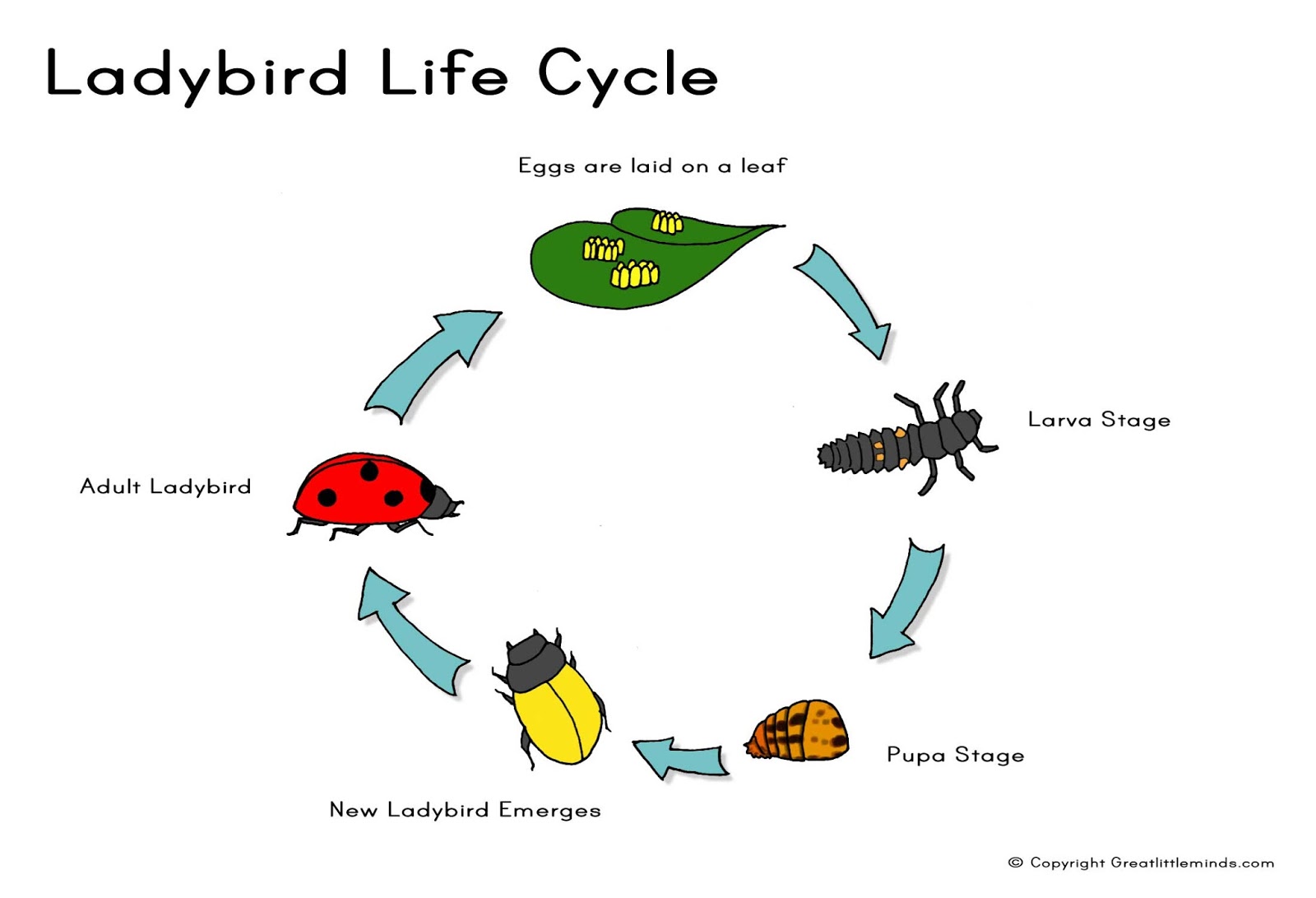 First grade English! Insect life cycles First grade English! Insect life cycles