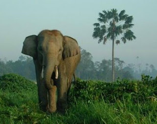 Asian Elephant Pictures