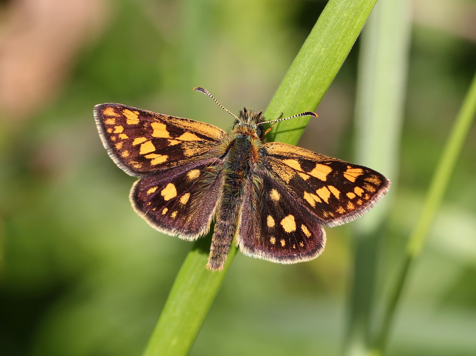 Insects: Laab im Walde - Bärenberg - Gelbwürfeliger Dickkopffalter (Carterocephalus palaemon)