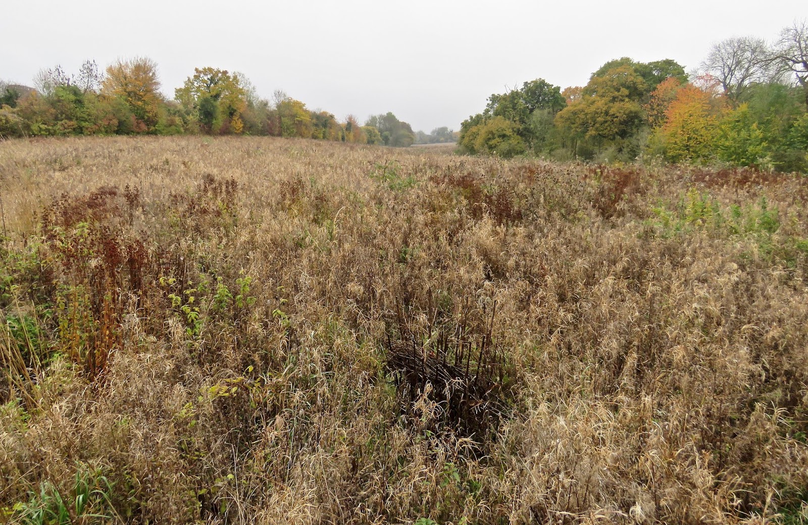 Weeds = seeds = birds