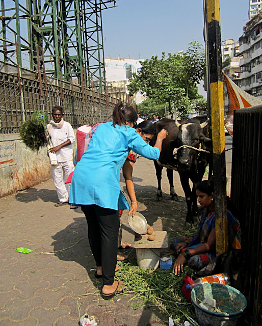 people paying respects to a cow