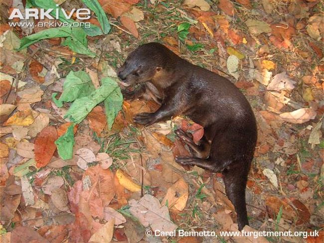 Hairy nosed Otter