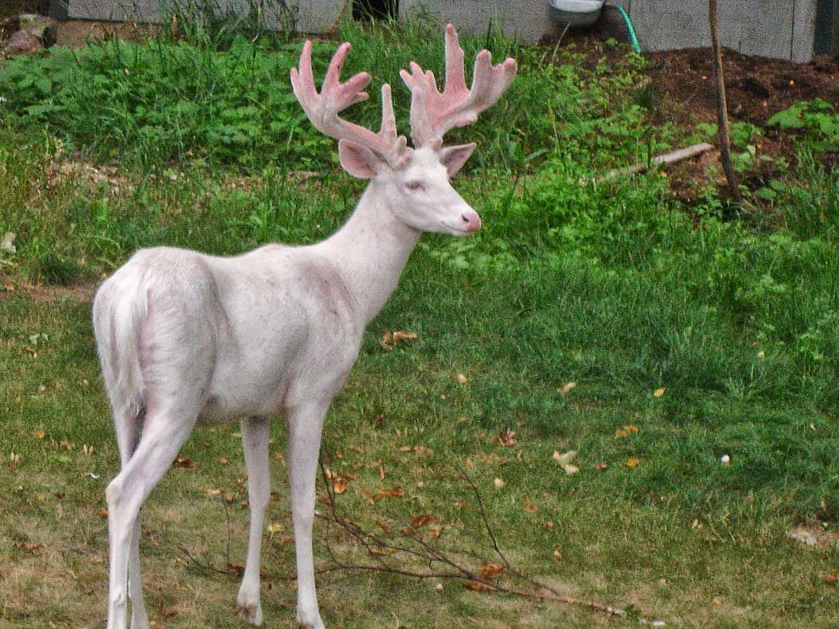 White Whitetail Deer Images Pictures Becuo