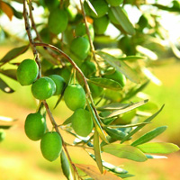 Games2rule Olive Tree For…