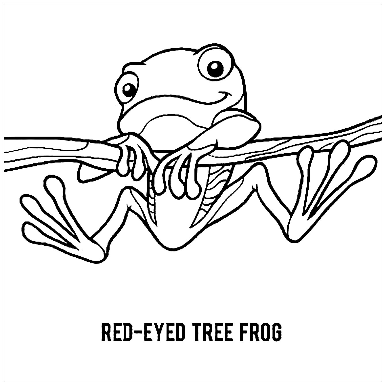 Tranh tô màu chú ếch đu trên cây