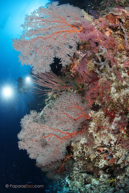 PaparazSea, Underwater Photography