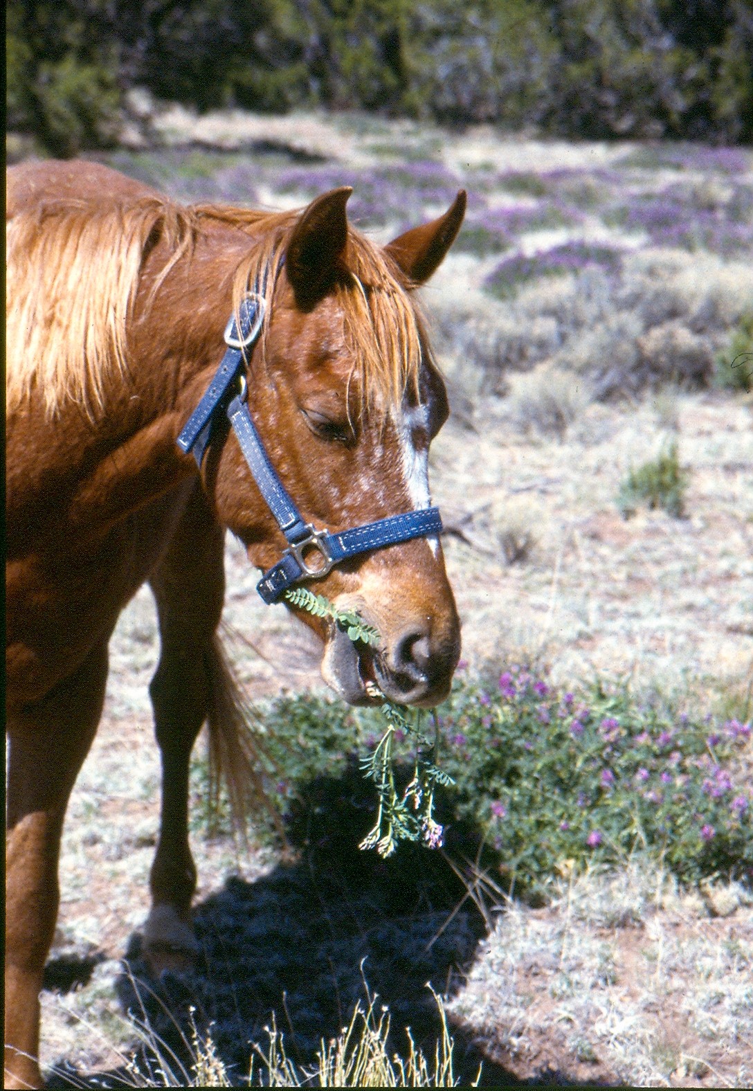 Fieggentrio: Paard aan de locoweed.