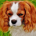 No More Bowl: Top 5 Best Dog Feeder Toys