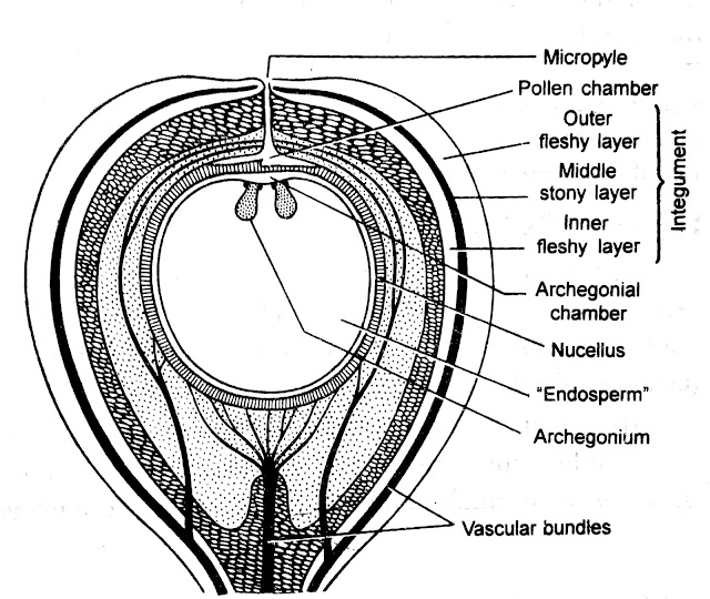 Botanica GYMNOSPERMS