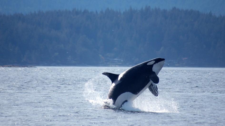 ORCA - Discoveryshow India