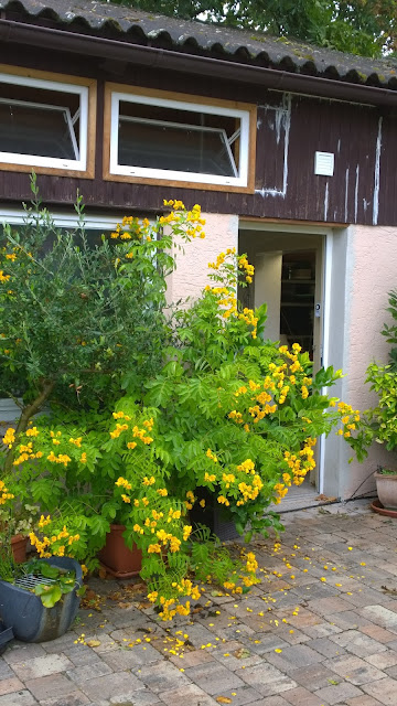 Cassia in voller Blüte (c) by Joachim Wenk Cassia in voller Blüte (c) by Joachim Wenk
