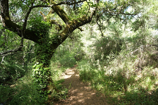 La hiedra se apodera de las encinas en el sendero del Arroyo Bejarano .