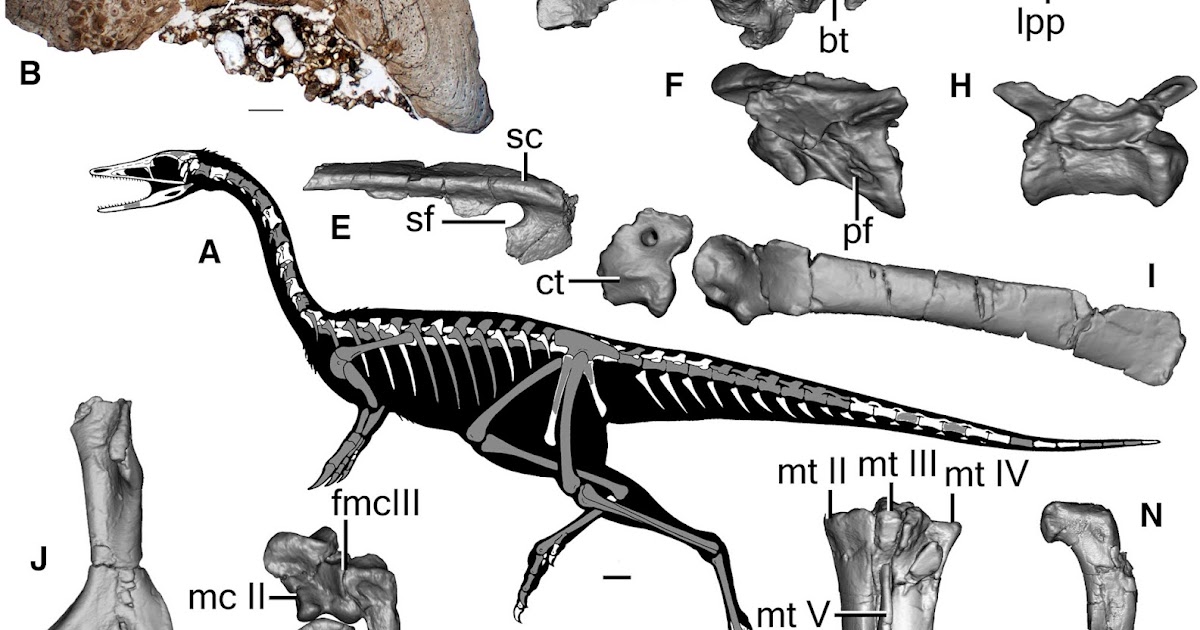 Raptormaniacs New (Extinct) Maniraptors of 2018