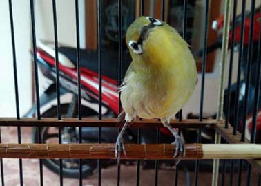 Pilih Pleci Jantan Jika Anda Ingin Menikmati Suaranya Blog