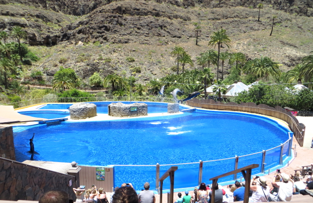 dolphinarium palmitos park gran canaria