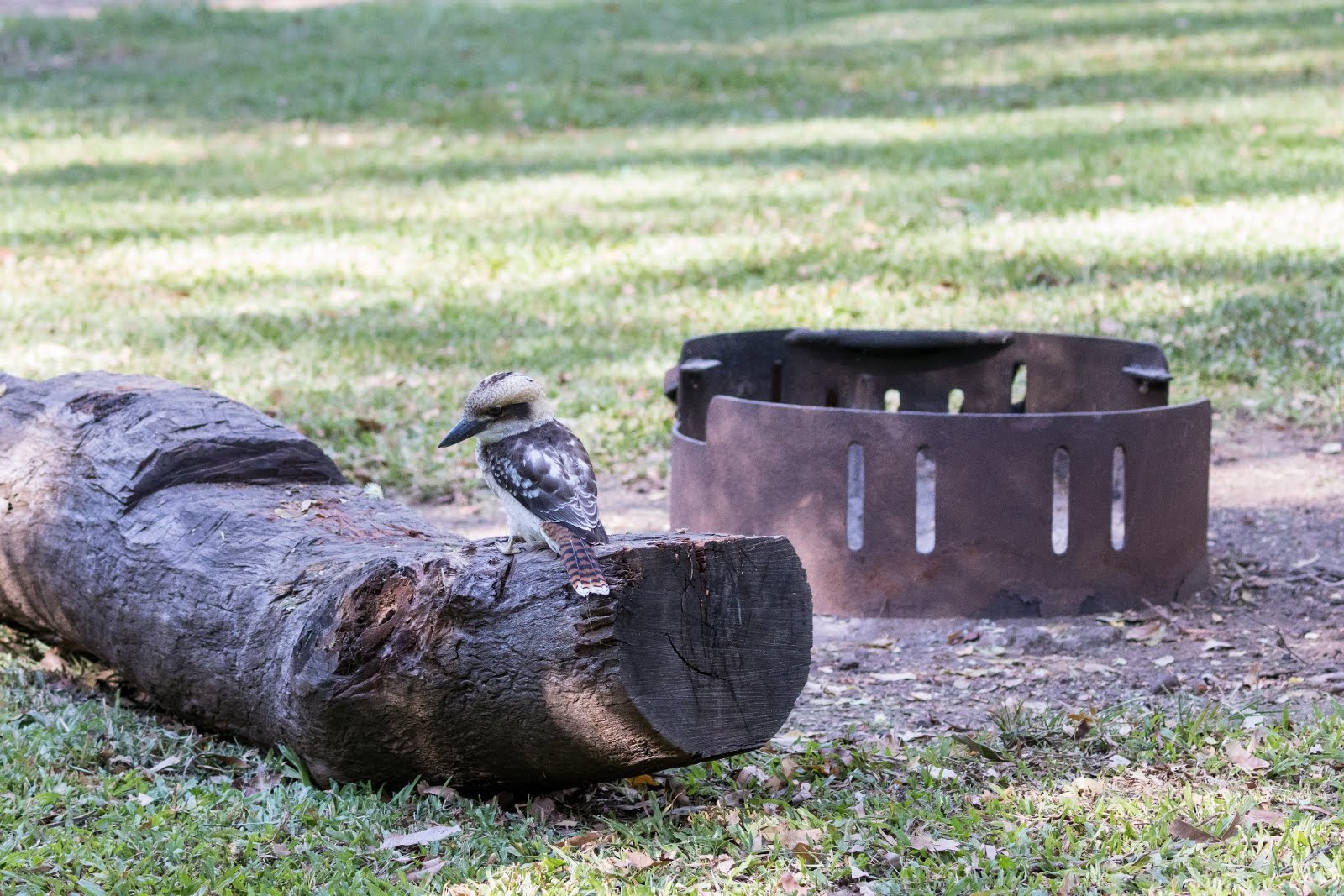 National Park Odyssey Archer Camping Area, D'Aguilar National Park, QLD.