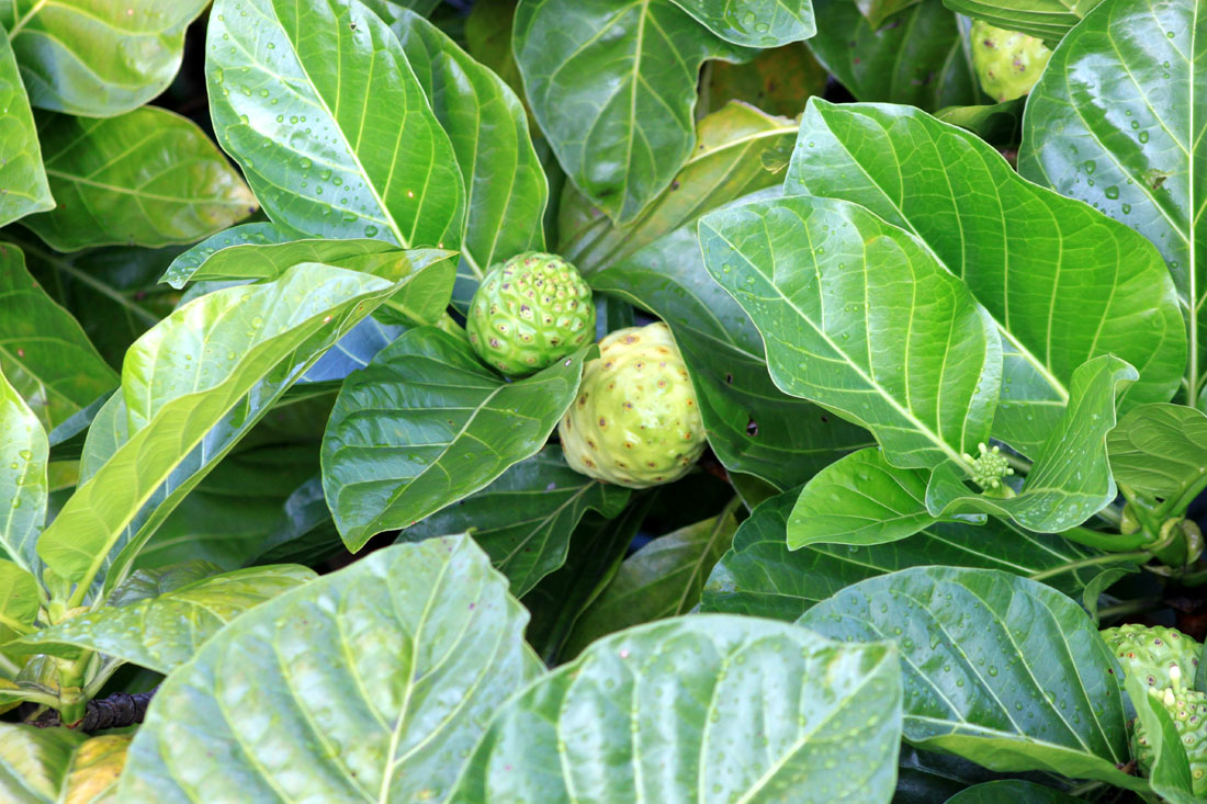 Morinda citrifolia Morinda citrifolia
