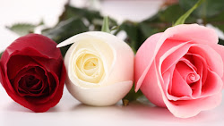 roses rose wallpapers desktop pink ravishment flowers flower 1080p quotes rosas valentines valentine different phone colored