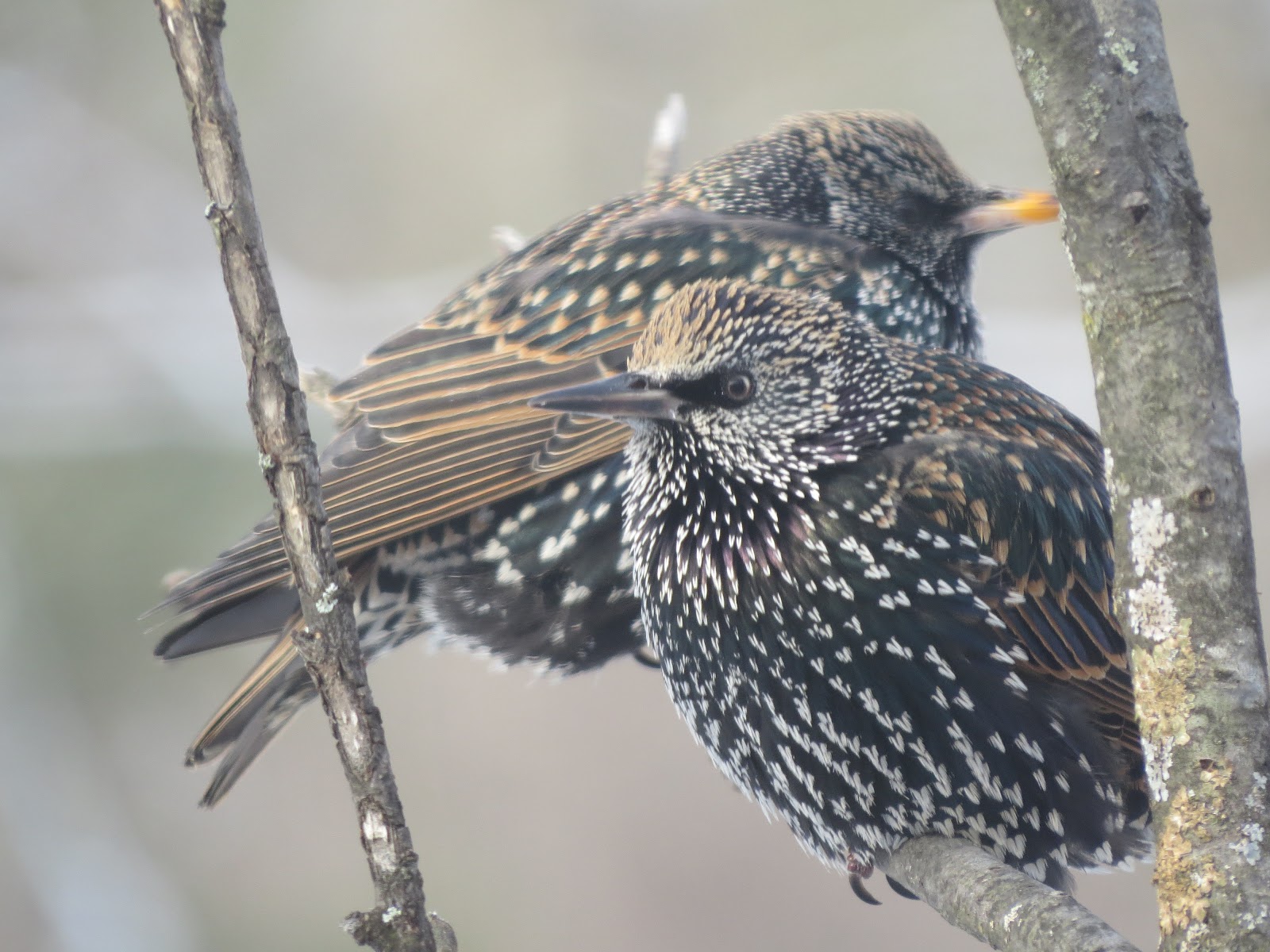 Vermont Birds and Words Birds of the Vermont Polar Vortex Jericho