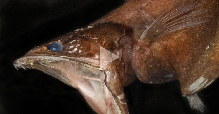 Deep sea Fish swallows food bigger than its body