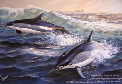 Atlantic white sided Dolphin
