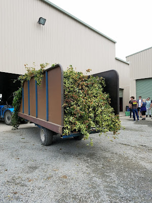 Green Bullet hops being harvested at Mac Hops