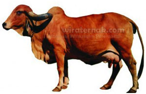 Sapi perah Gir betina ternak sapi perah
