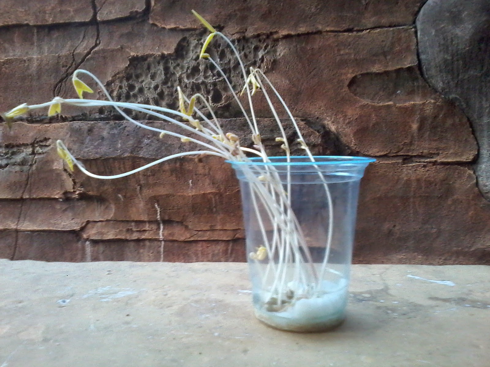 Gagasan Untuk Gambar Tanaman Kacang Hijau Di Kapas Bunga