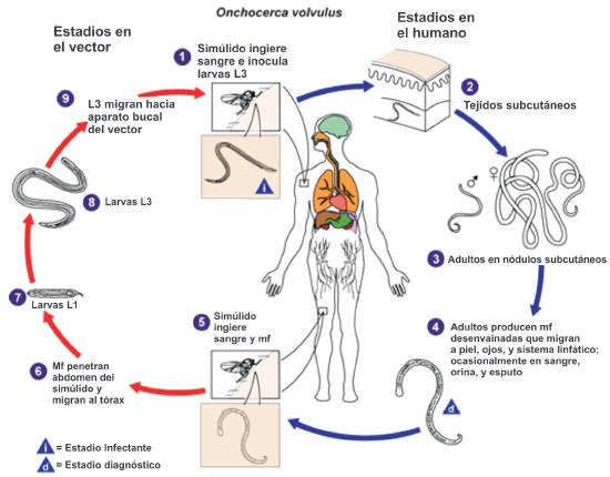 trofozoitos y quistes de chilomastix mesnili trofozoitos y quistes de chilomastix mesnili
