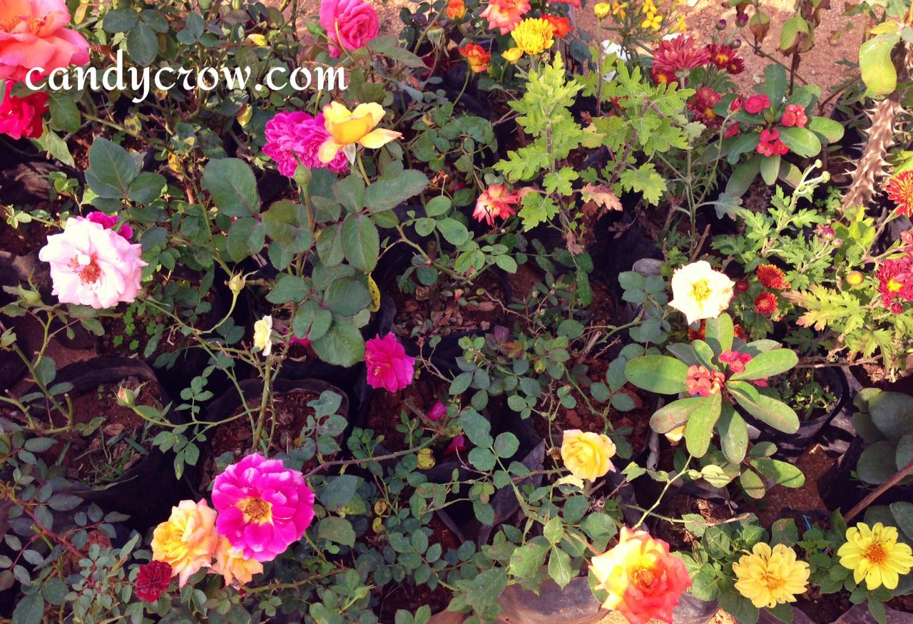 where to buy flowers hyderabad where to buy flowers hyderabad