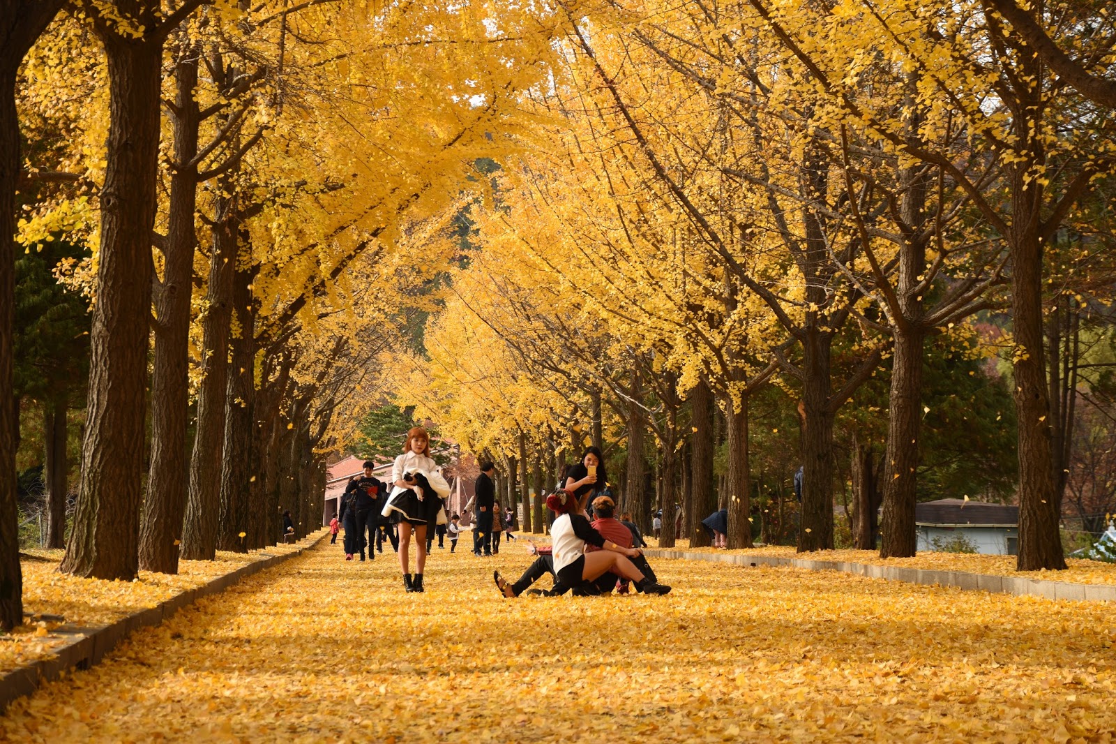 Don’t go to Korea During Its Autumn Season…..Find Out Why! - Saranghae