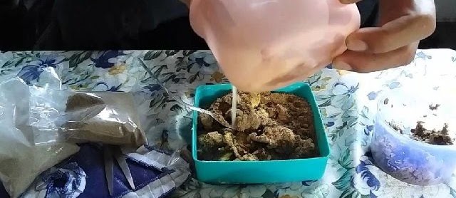 Cara Meracik Essen Ikan Mas Paling Bagus Segala Cuaca